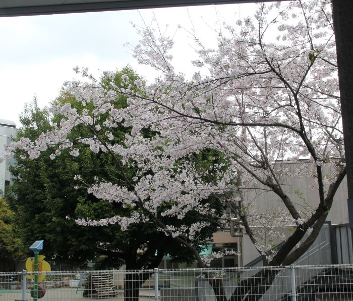 080331　桜 (5).JPG